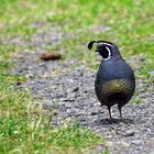 California quail