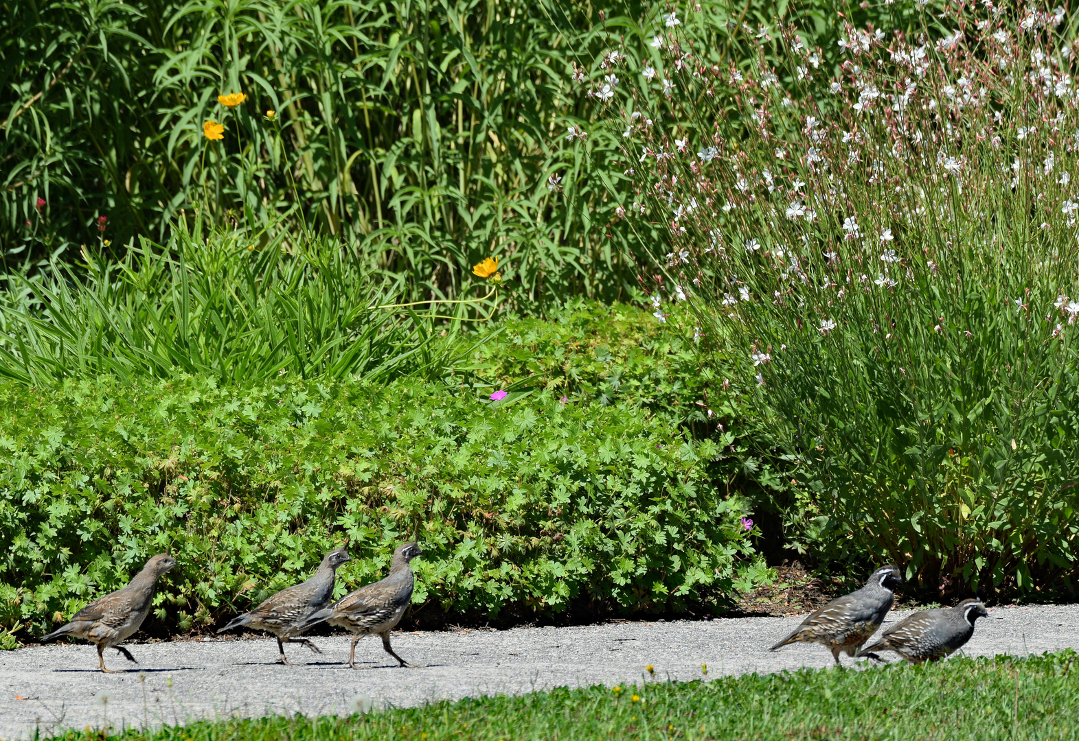 California Quail 5