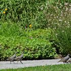 California Quail 5