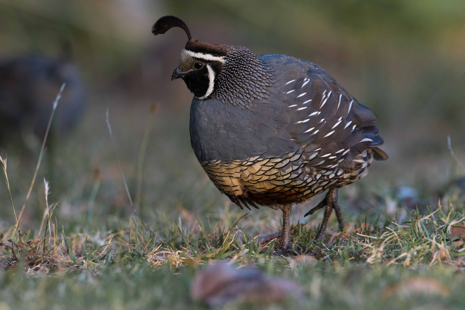 California Quail