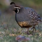 California Quail