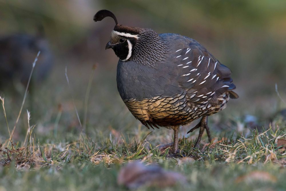 California Quail Foto & Bild tiere, wildlife, wild lebende vögel Bilder auf