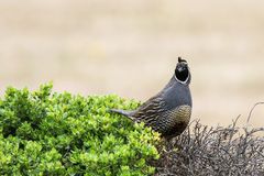 California Quail