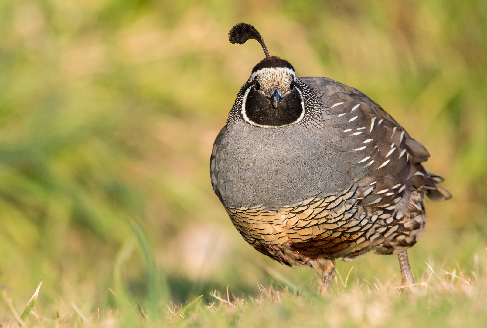 California Quail