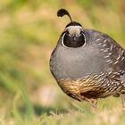 California Quail