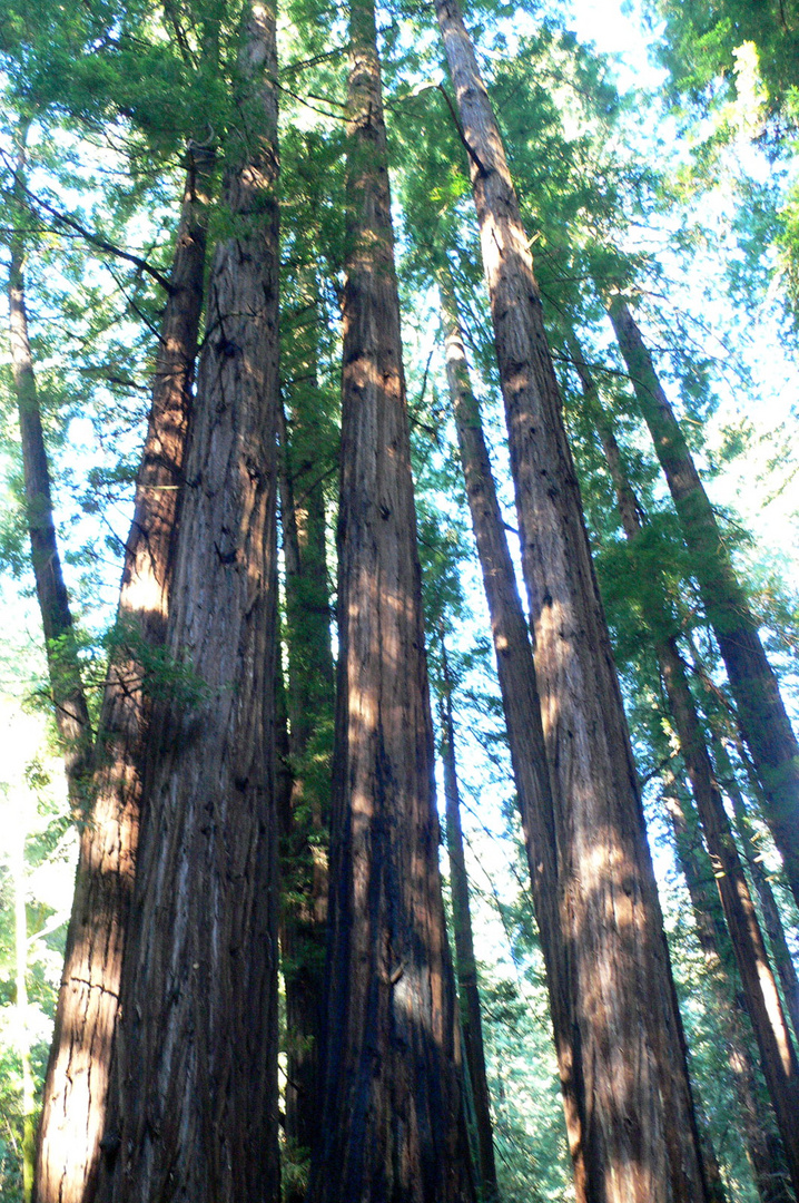 California Redwood-Bäume im Muir Woods National Monument