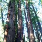 California Redwood-Bäume im Muir Woods National Monument