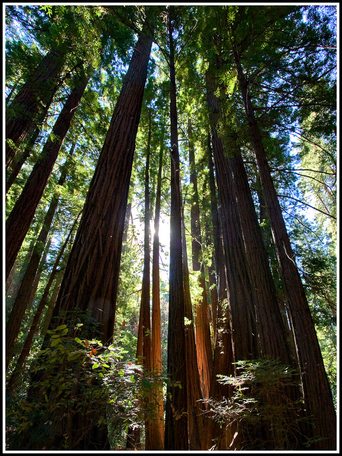 California Redwoods