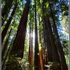 California Redwoods