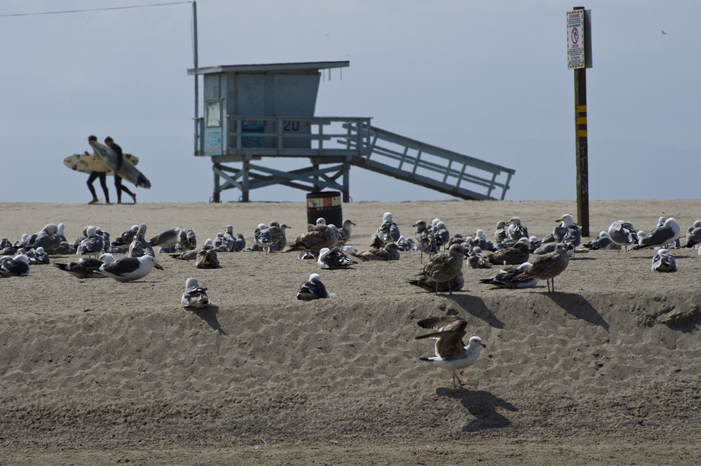 CALIFORNIA - SANTA MONICA 2