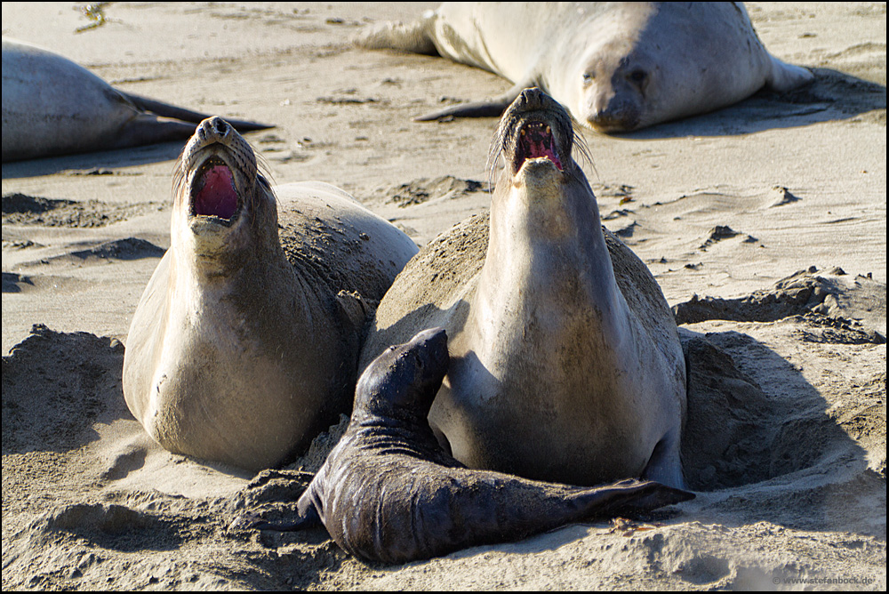 California Sea Lion