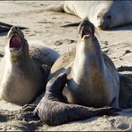 California Sea Lion