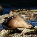 California Sea Lion (Zalophus californianus)