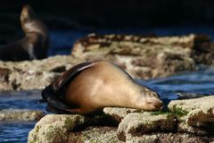 California Sea Lion (Zalophus californianus)