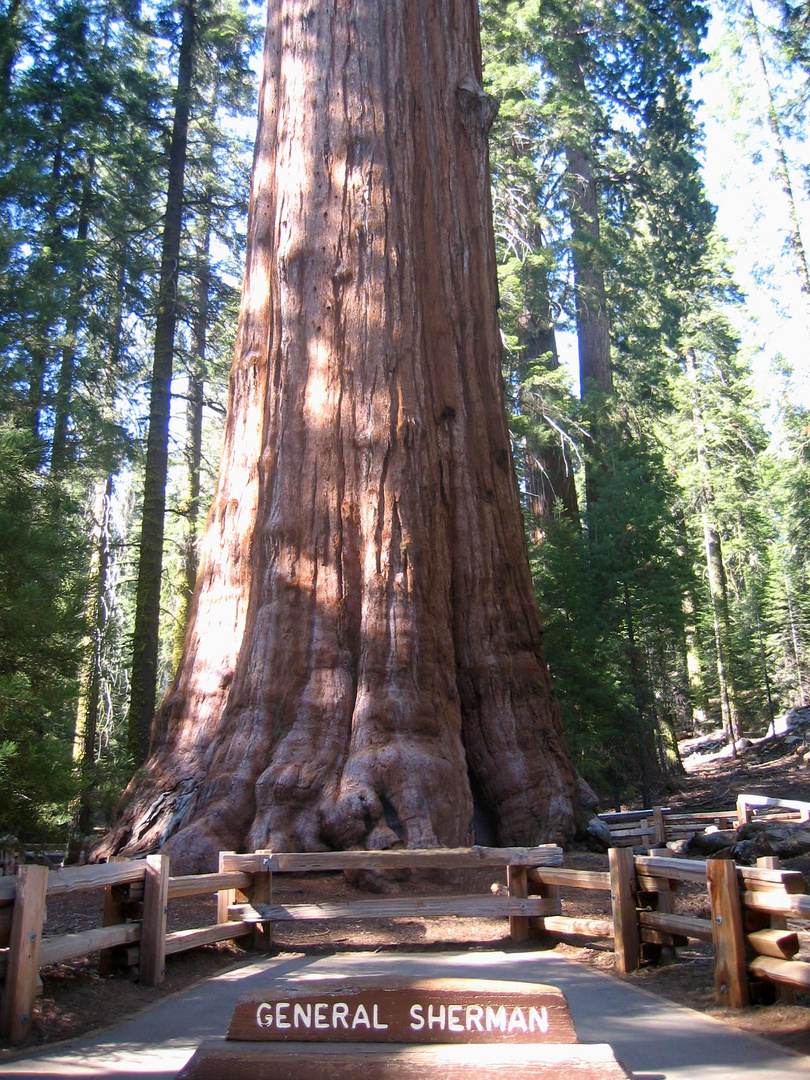 California Sequoia National Park > Mammutbaum