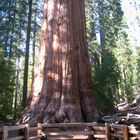 California Sequoia National Park > Mammutbaum