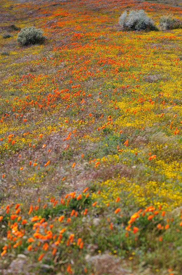 *California Springtime*