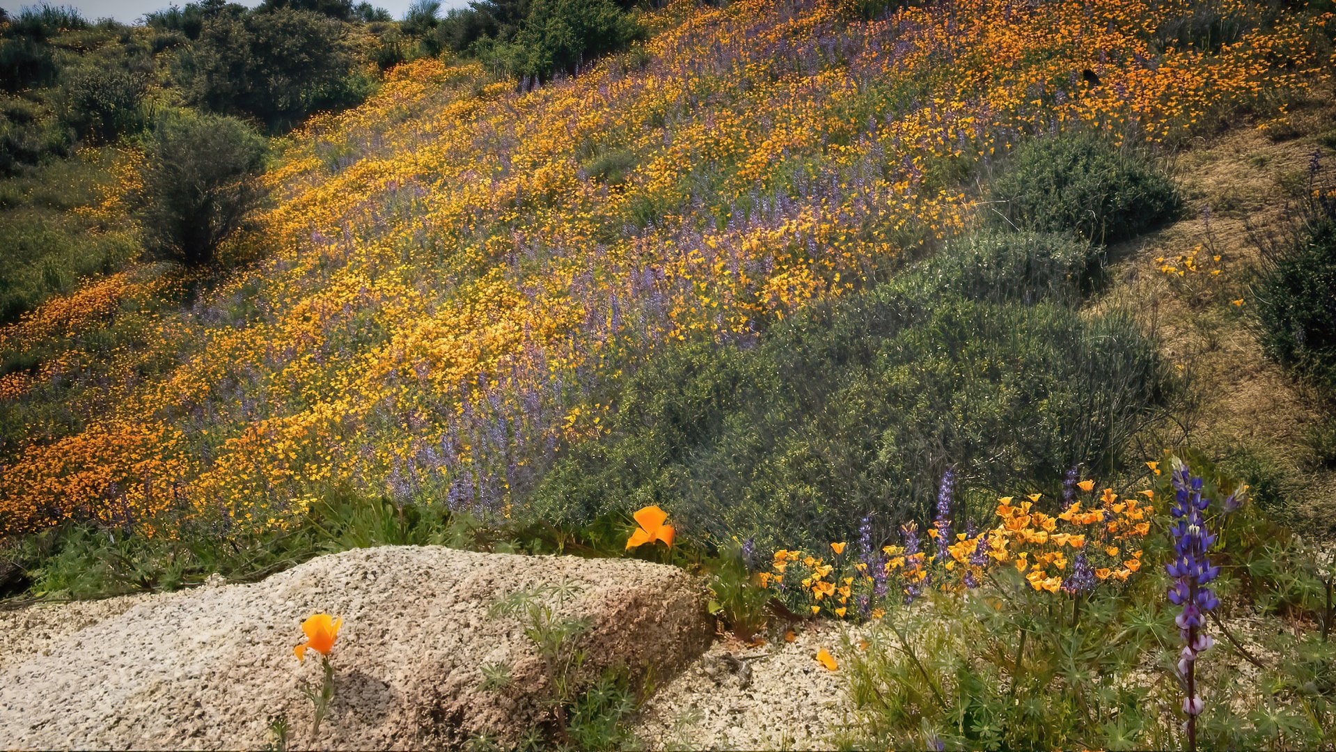 California wild flowers