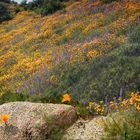 California wild flowers