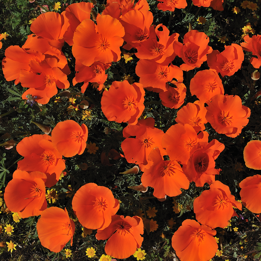 *California Wildflowers III* Foto & Bild usa vi Bilder auf