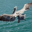 Californian Brown Pelican