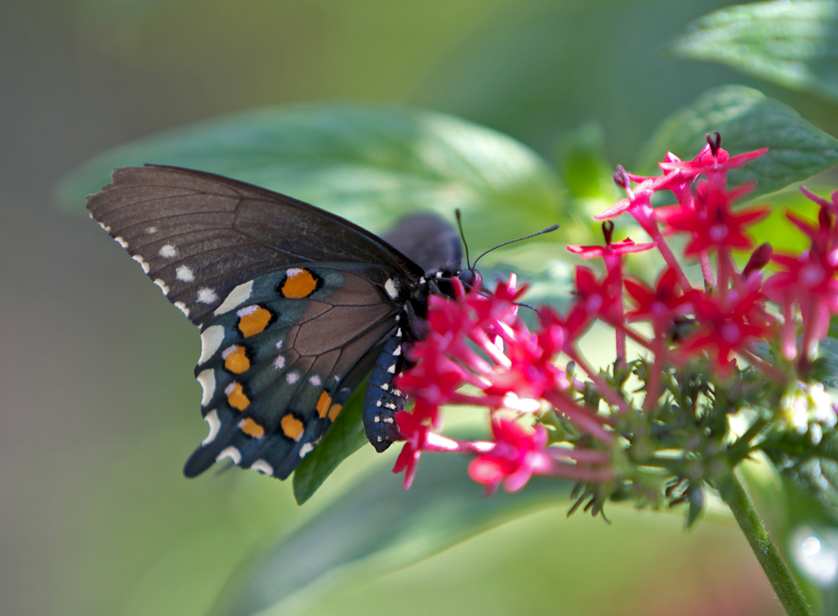 Californian Butterfly ...