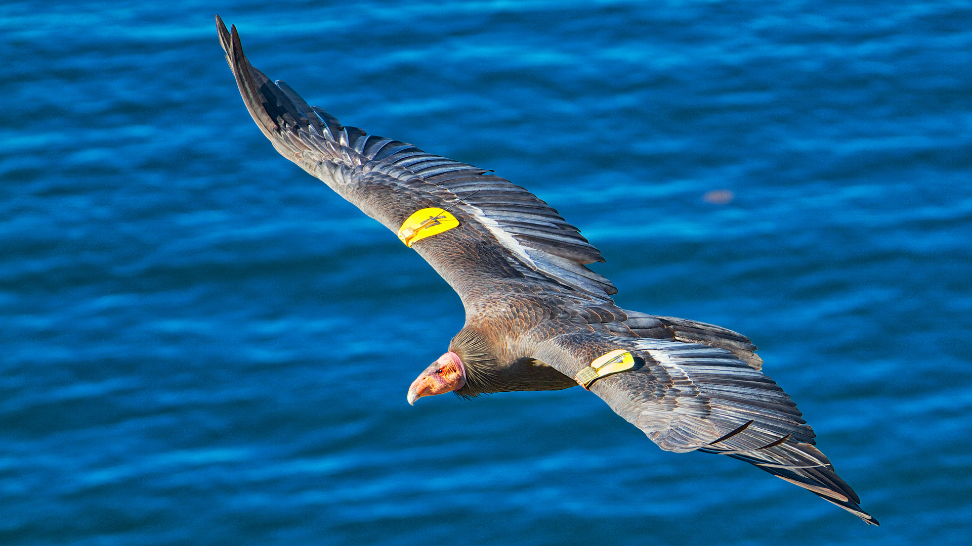 Californian Condor