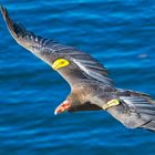 Californian Condor