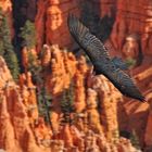 Californian Condor observes his hunting grounds