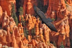 Californian Condor observes his hunting grounds