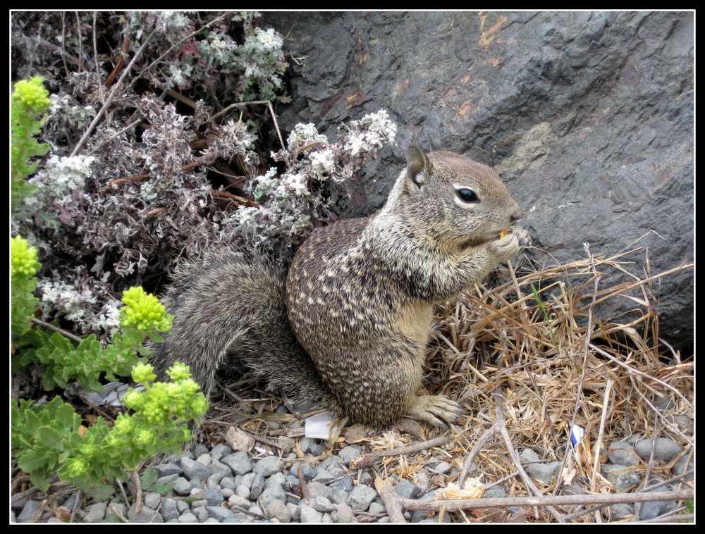 californian squirrel