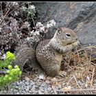 californian squirrel