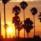Californien LA Venice Beach (2)