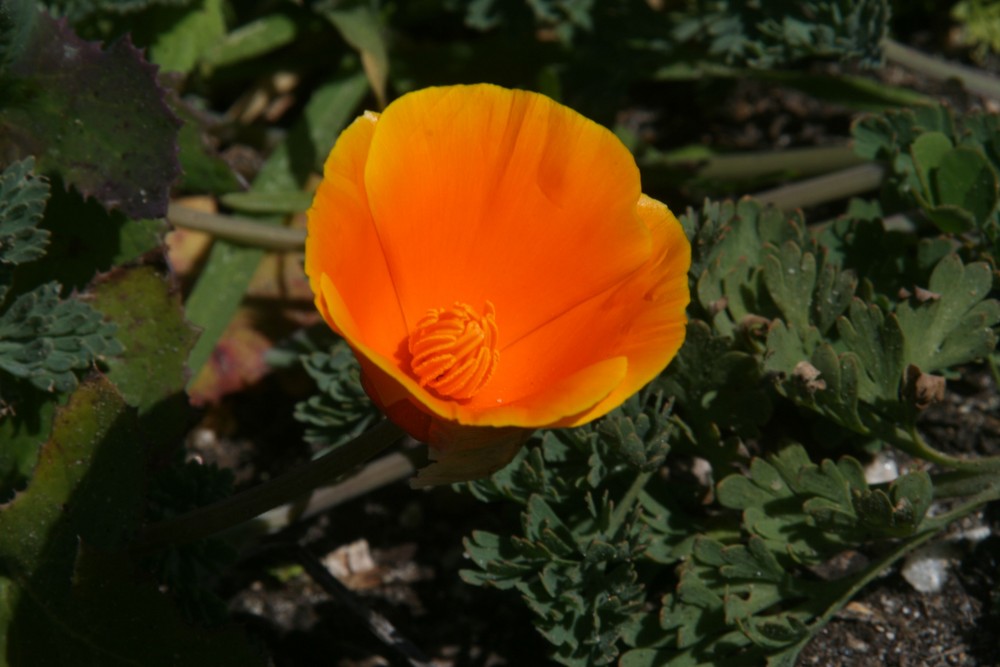 Californische Poppies