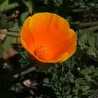 Californische Poppies