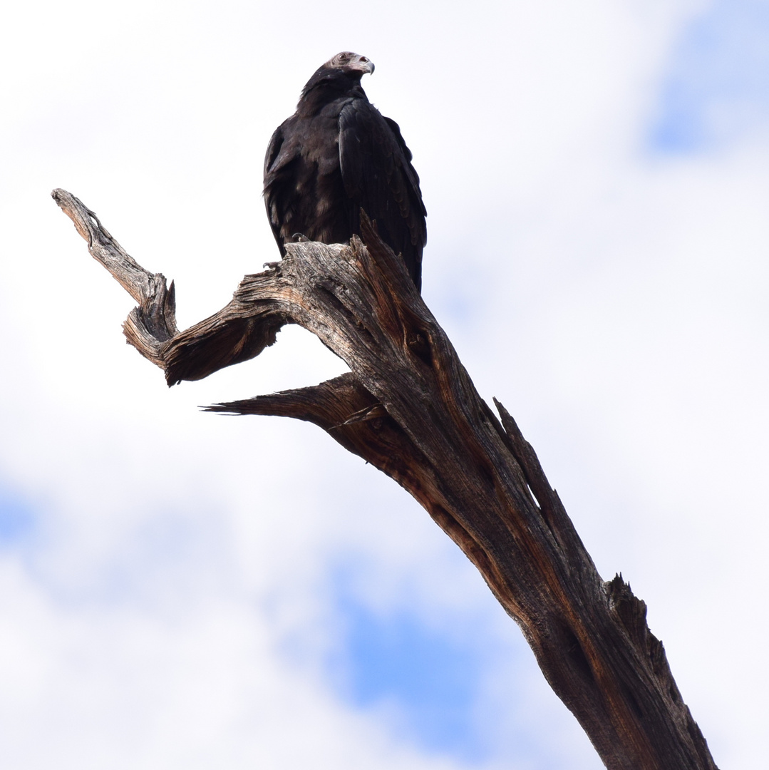 Californischer Condor