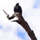 Californischer Condor