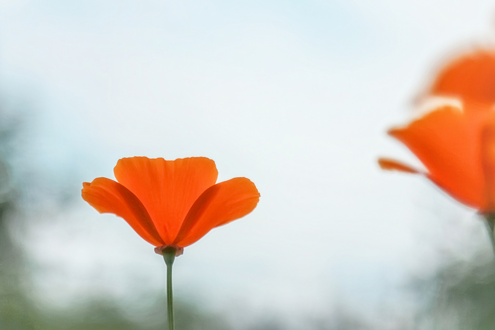 Californischer Goldmohn Foto &amp; Bild | art, world, spezial Bilder auf ...