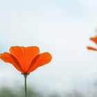 Californischer Goldmohn