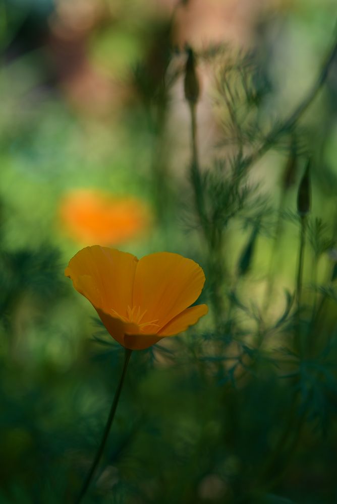 Californischer Mohn Foto &amp; Bild | pflanzen, pilze &amp; flechten, blüten ...