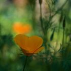 Californischer Mohn