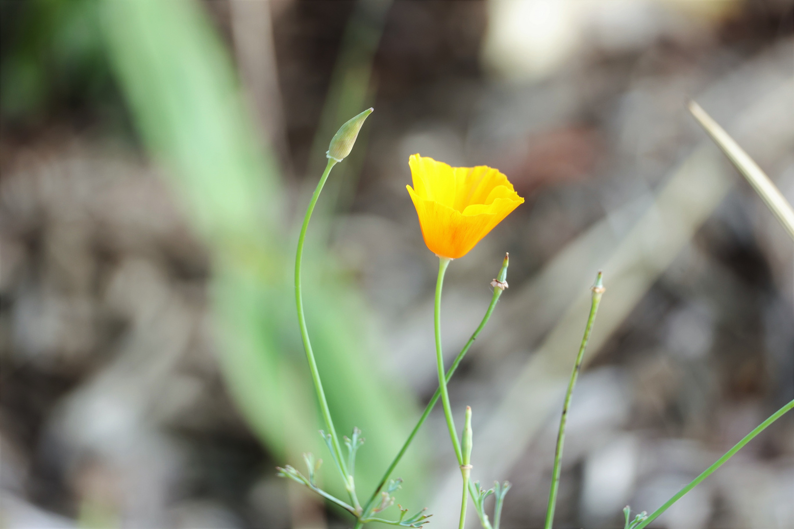 * Californischer Mohn *