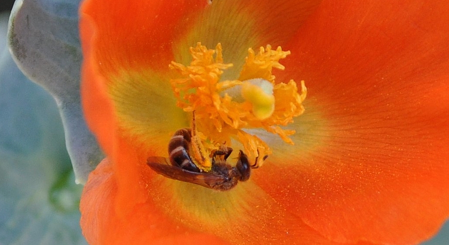 Californischer Mohn - bei allen beliebt