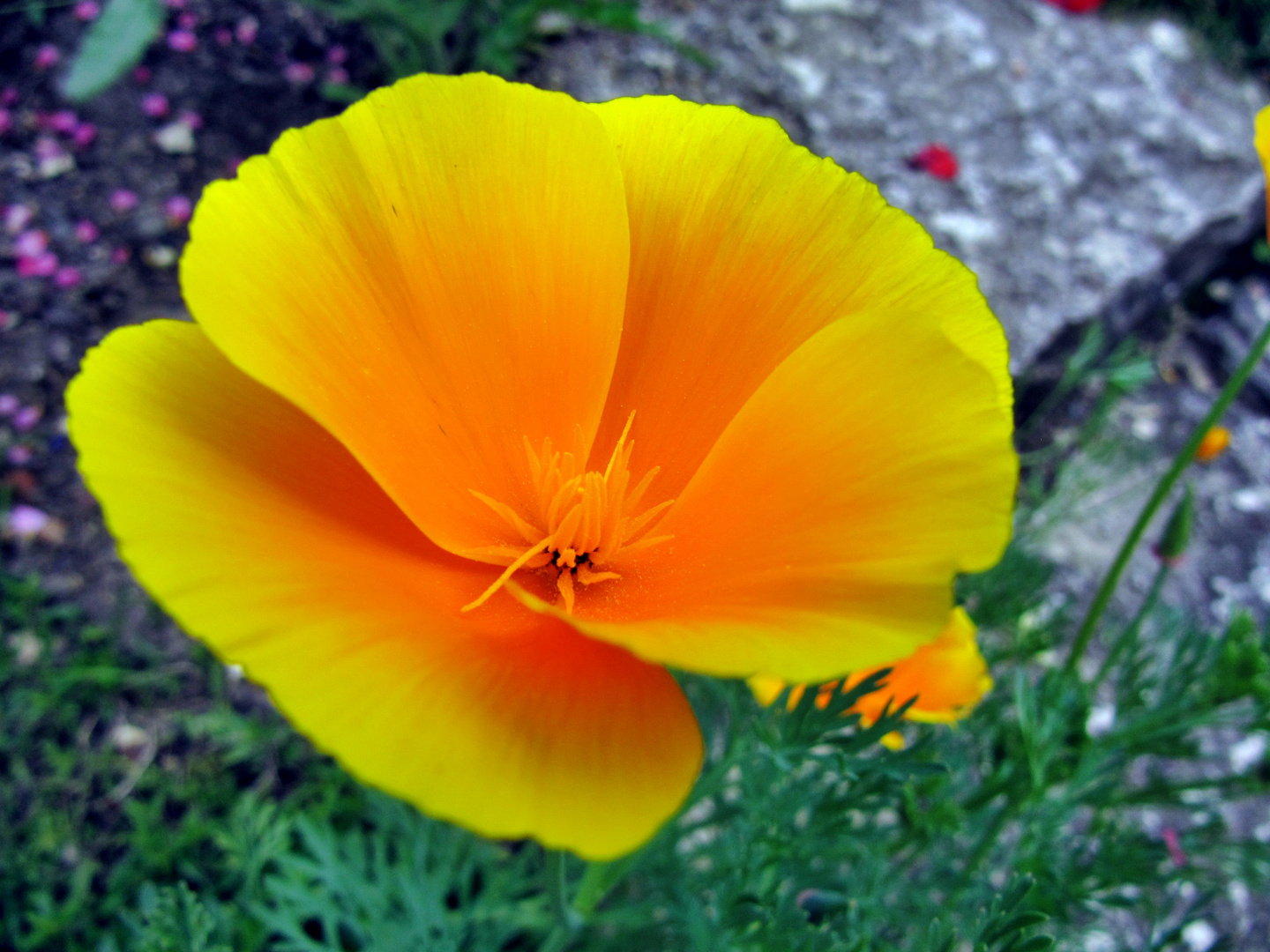 Californischer Mohn Foto &amp; Bild | pflanzen, pilze &amp; flechten, blüten ...