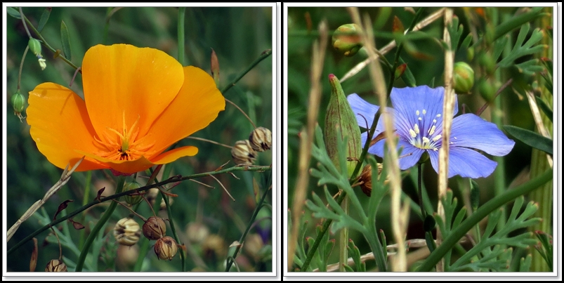 Californischer Mohn - gemeiner Lein Foto &amp; Bild | pflanzen, pilze ...