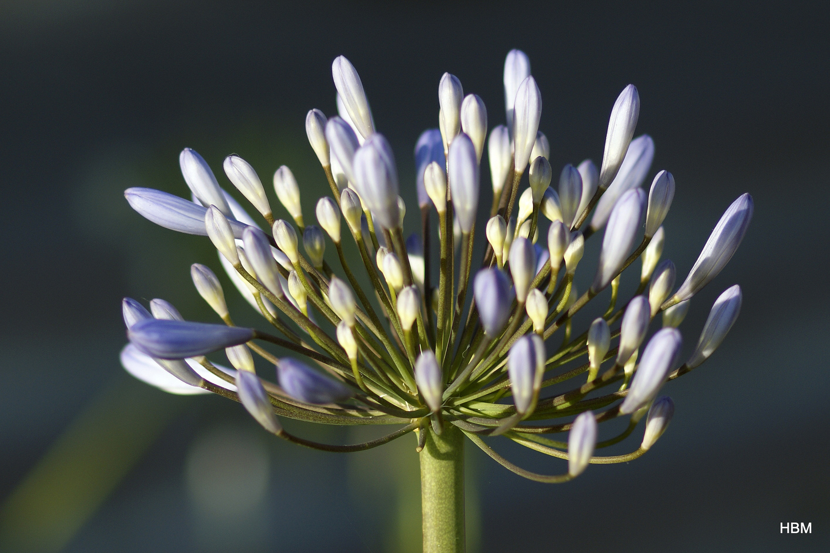 Califorrnia Flower