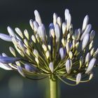 Califorrnia Flower