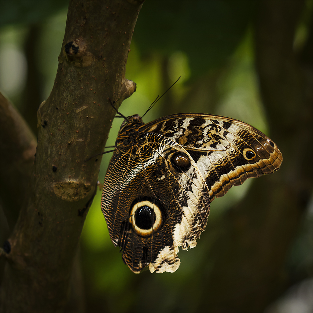 Caligo atreus