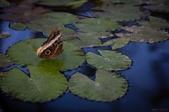 caligo atreus