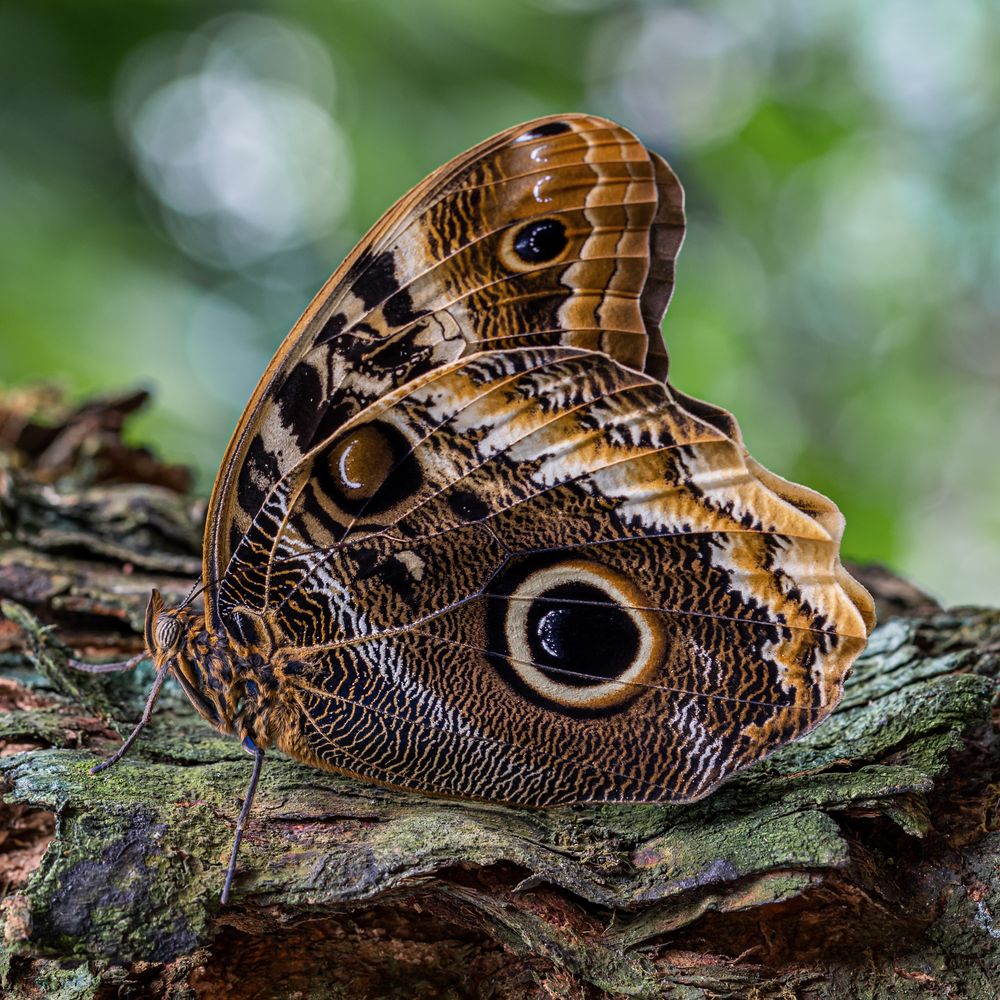 Caligo atreus dionysos